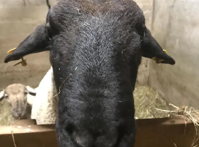 Ober بيت ضيافة 4*